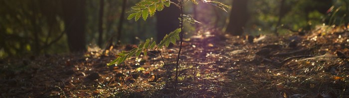 Sunlight filtering through trees onto a forest floor
