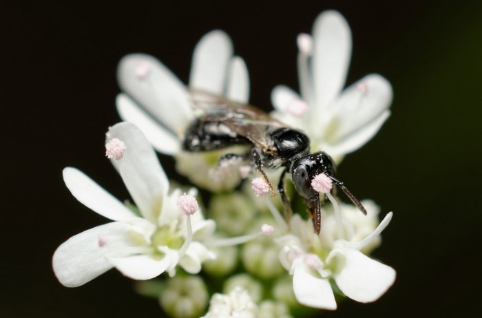 Close-up of a bee on a white flower with pink pollen