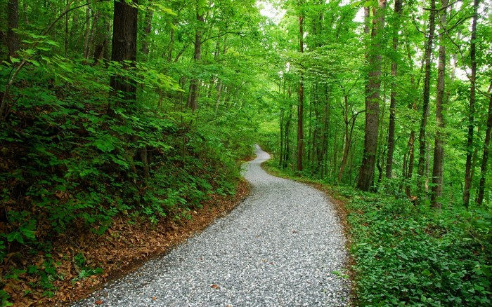 A winding gravel path through a dense green forest