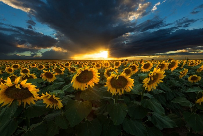 Field of sunflowers at sunset with dramatic clouds