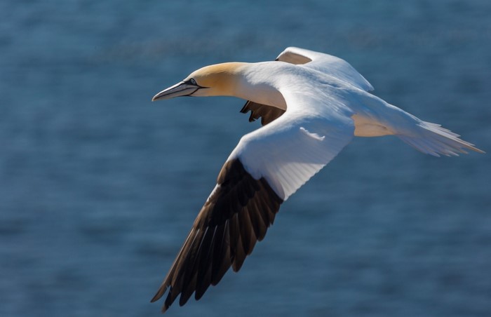 Northern Gannet in flight over blue water