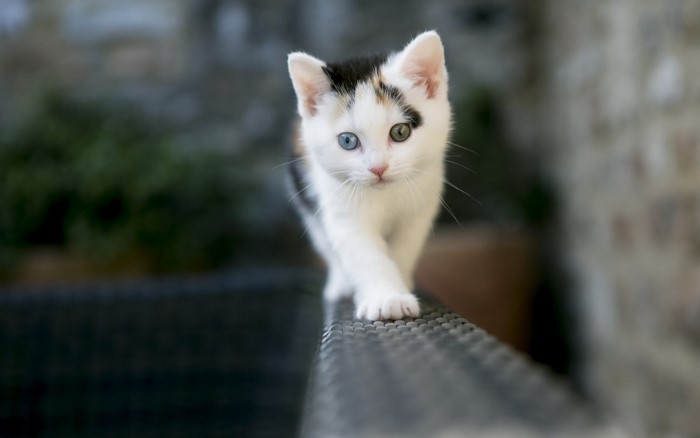 Calico kitten with heterochromia walking on a railing