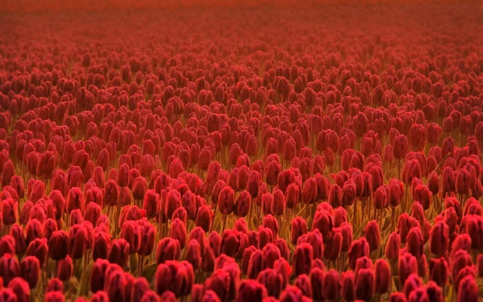 A field of red tulips