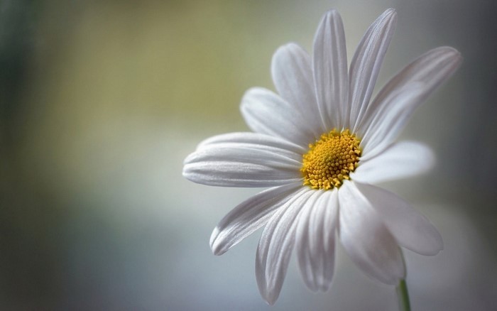 Close-up of a Delicate White Daisy Flower