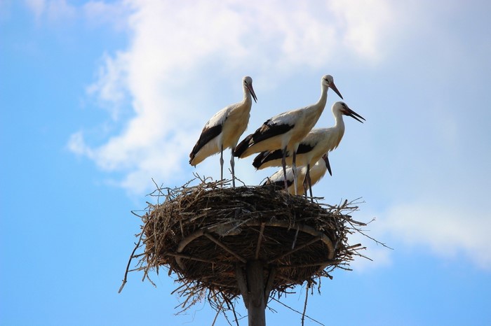 Four storks in a nest against a blue sky