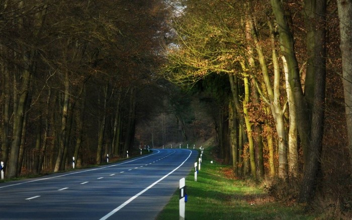 Road through an autumn forest with sunlight