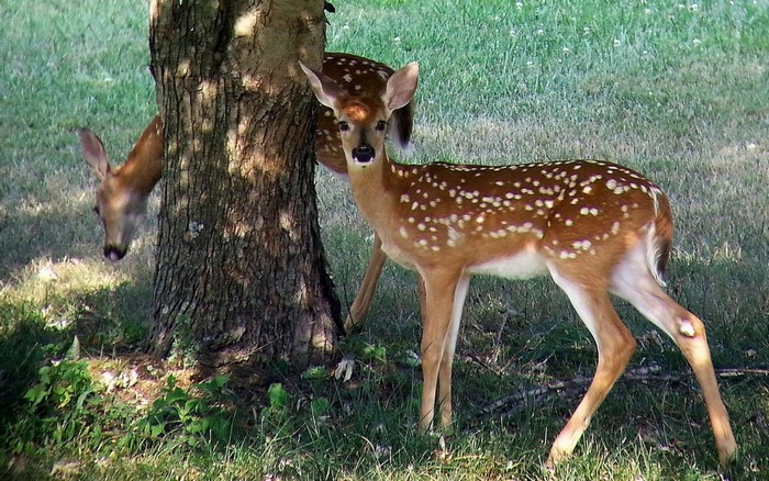 Two fawns near a tree in a grassy field