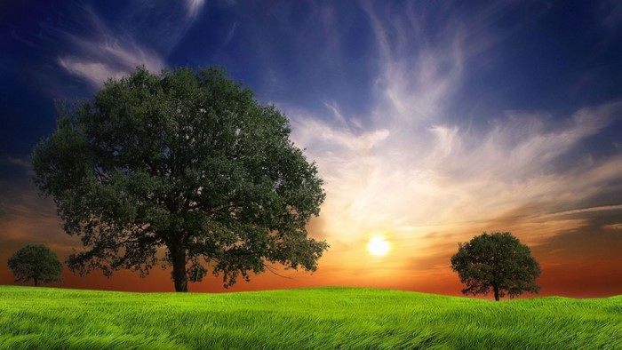 Trees on a grassy field at sunset