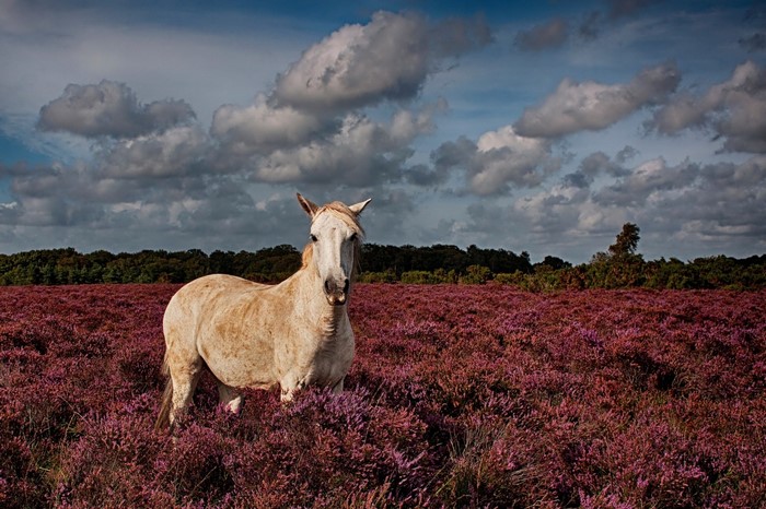 White horse in a field of purple heather