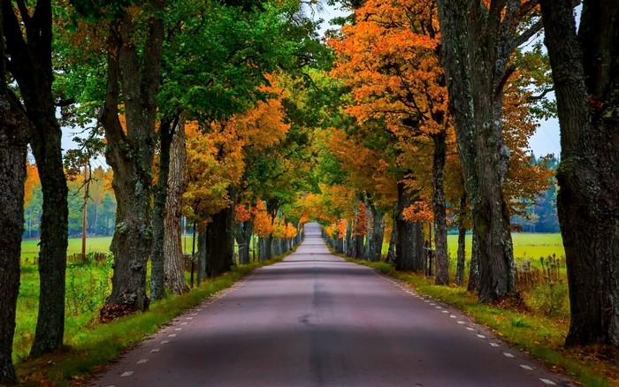 Road lined with autumn trees