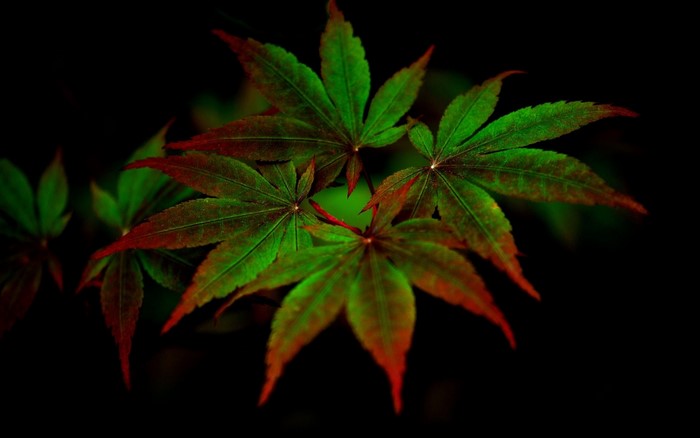 Close-up of green and red maple leaves on a dark background