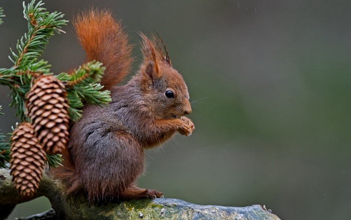Red squirrel eating on a branch with pine cones
