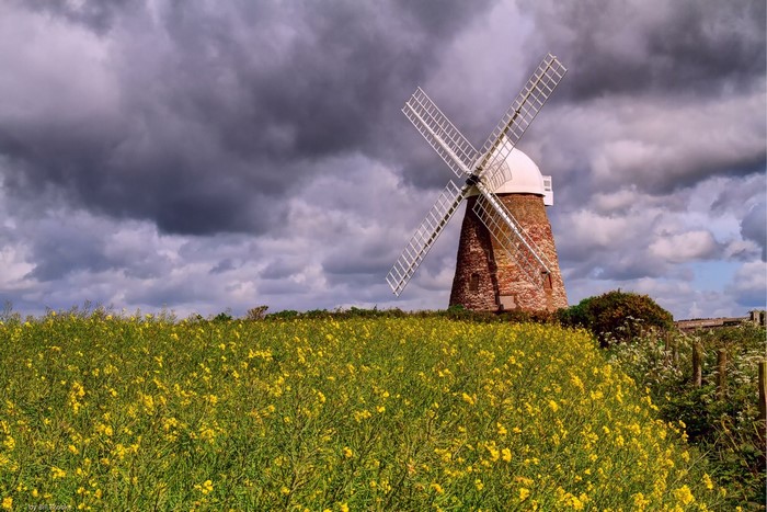 Windmill in a field of yellow flowers under a cloudy sky