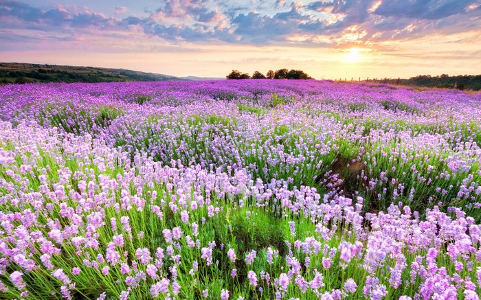 Lavender field at sunset with clouds