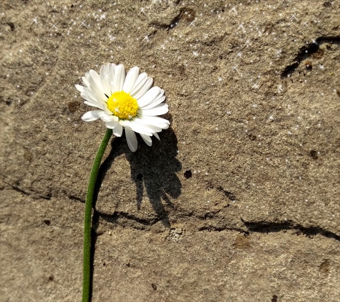 Daisy flower on a stone surface with sparkles