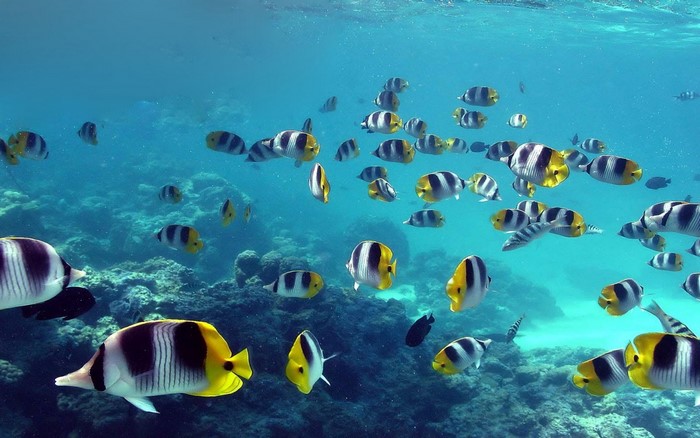 School of Butterflyfish swimming near coral reef