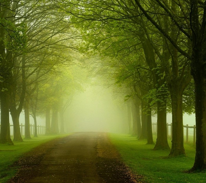 Misty road through a tree-lined avenue in the morning