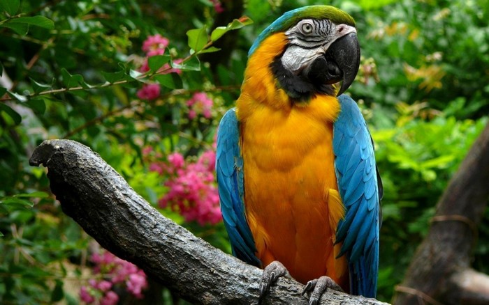 Blue and yellow macaw perched on a branch