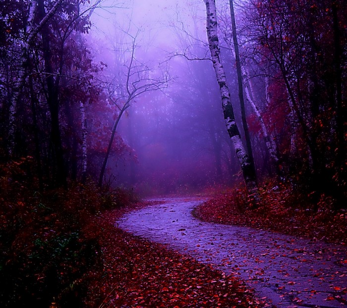 A foggy forest path in autumn with purple light