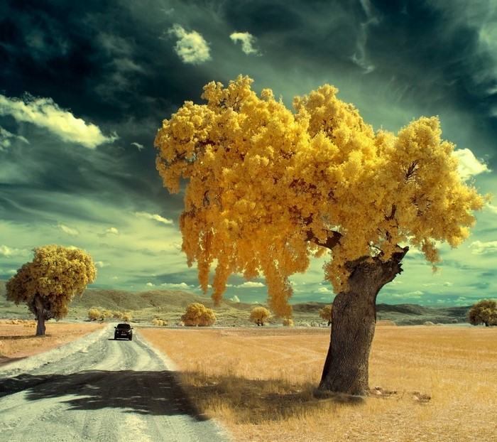 Yellow trees on a dirt road with a car
