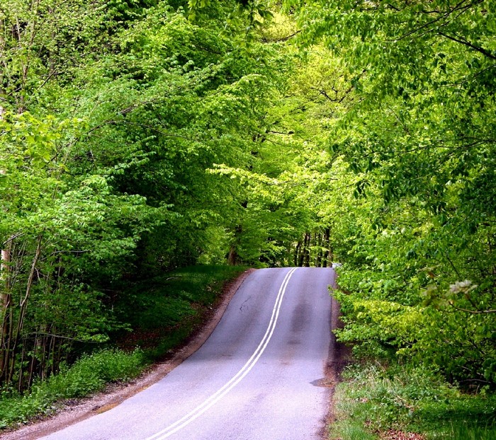 A winding road through a dense green forest