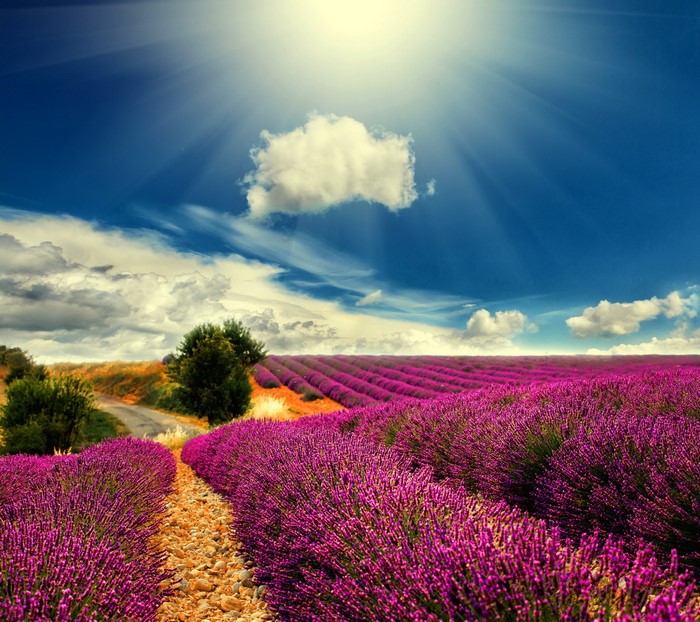Lavender field under a sunny sky