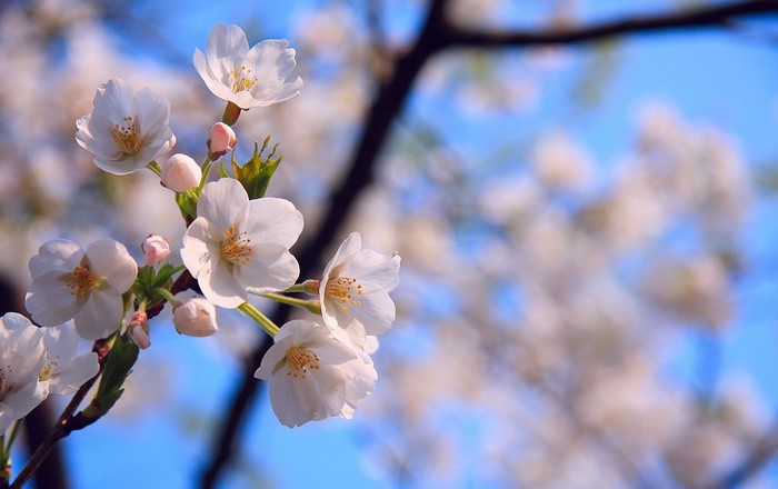Close up of cherry blossoms on a branch