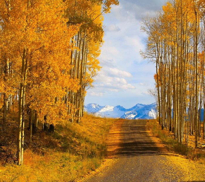 Autumn road through aspen trees to snowy mountains