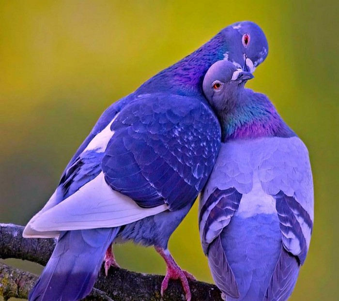 Two pigeons cuddling on a branch