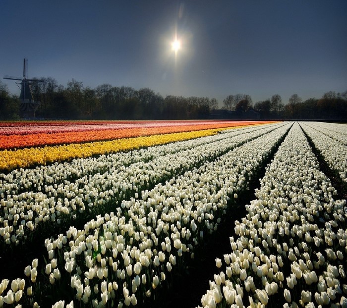 Tulip field with windmill and sun