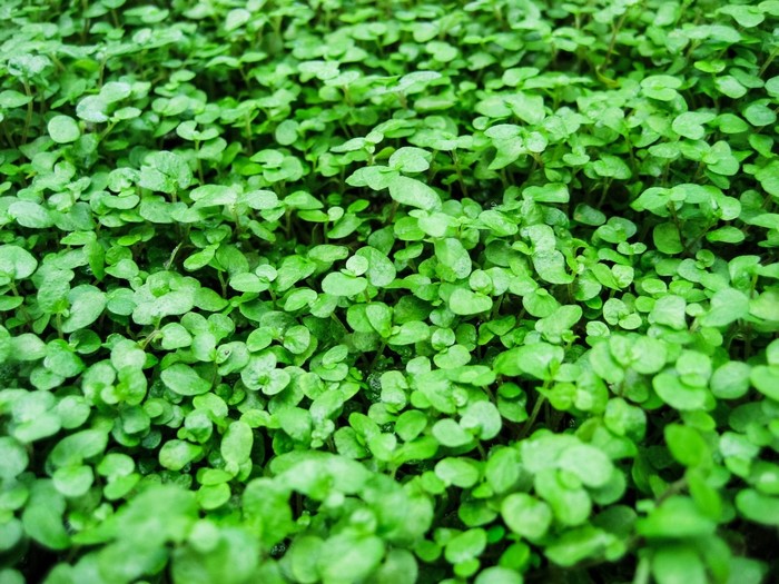 Close-up of a dense groundcover of small green leaves