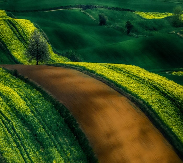Rolling green hills with yellow flowers and a plowed field
