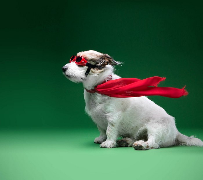 Dog wearing goggles and a red scarf