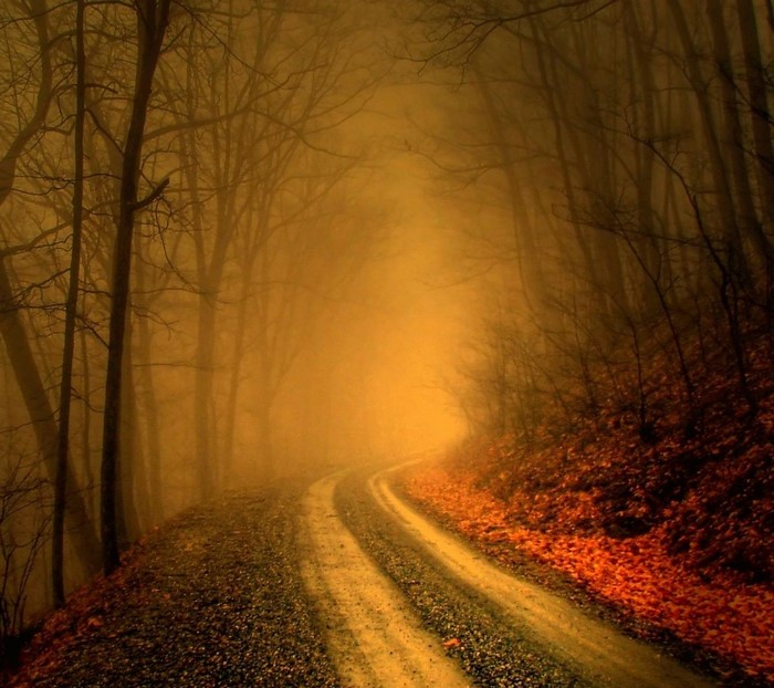 A foggy forest road in autumn with fallen leaves