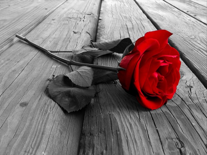 Red rose on a wooden surface