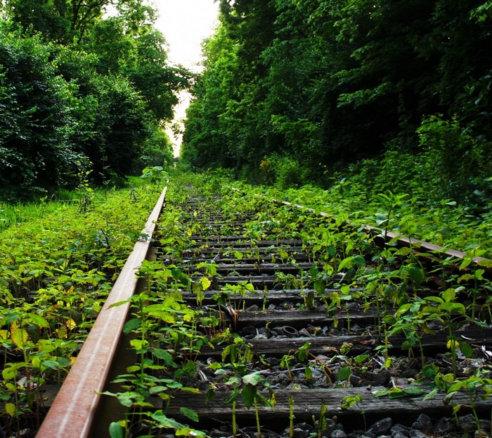Overgrown abandoned railway tracks in a forest