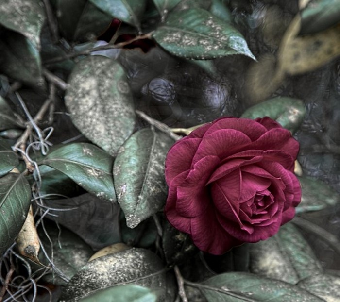 A deep red rose blooms among dark green leaves