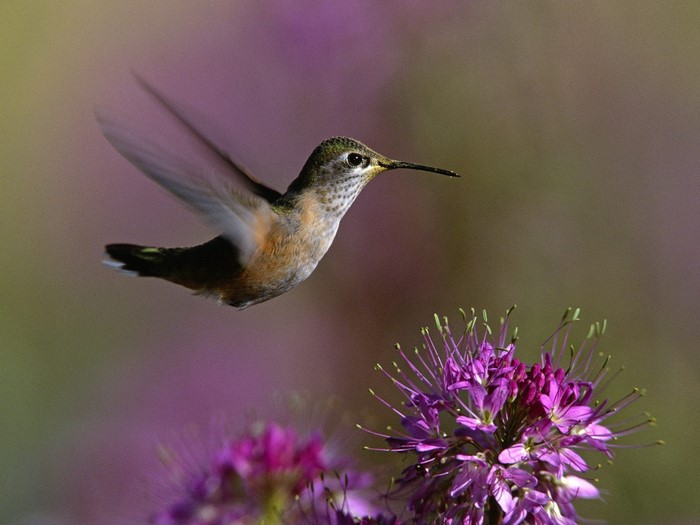Hummingbird feeding on purple flower