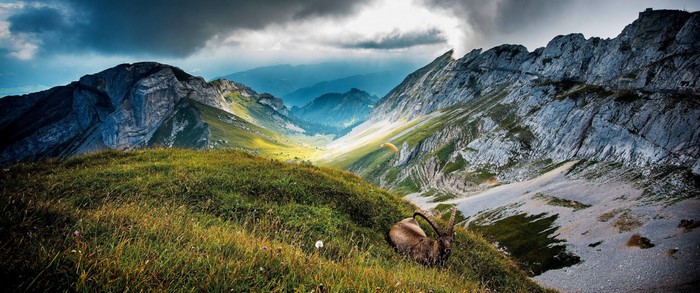 Mountain valley with paraglider and ibex