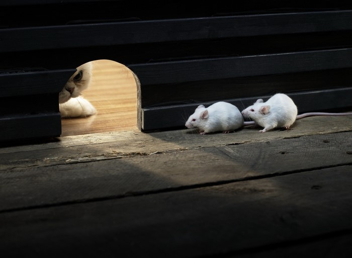 Cat peeking from hole at two white mice on wooden floor