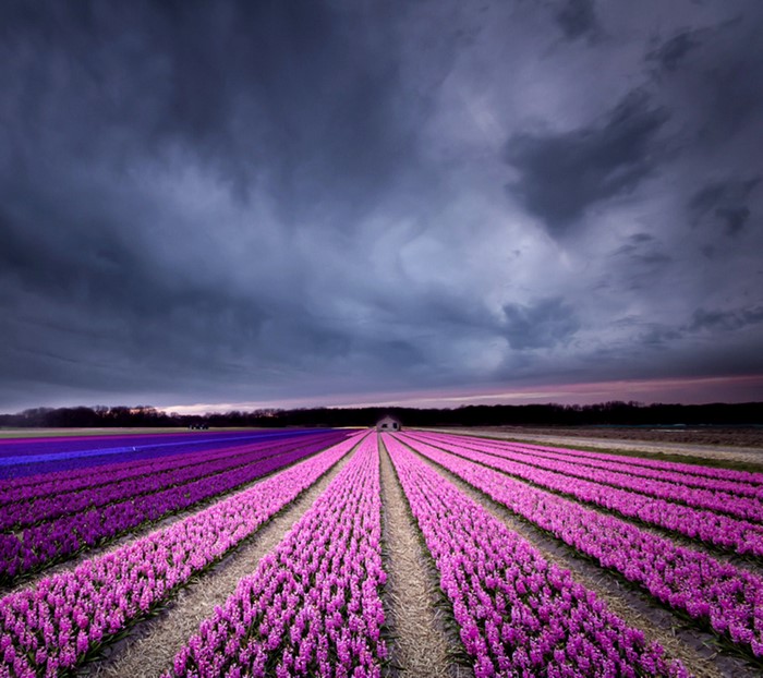 Field of purple and pink flowers under a stormy sky