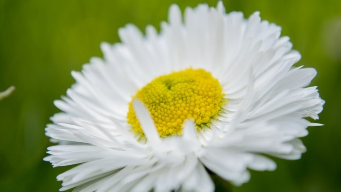 Close-up of a white daisy with a yellow center