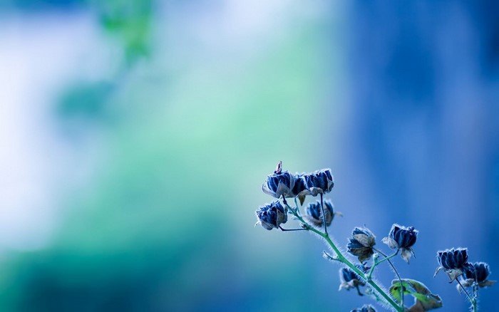 Close-up of dried flowers with dew drops