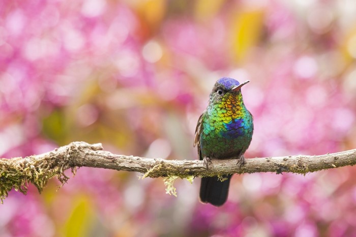 Colorful Hummingbird Perched on a Branch with Blossoms
