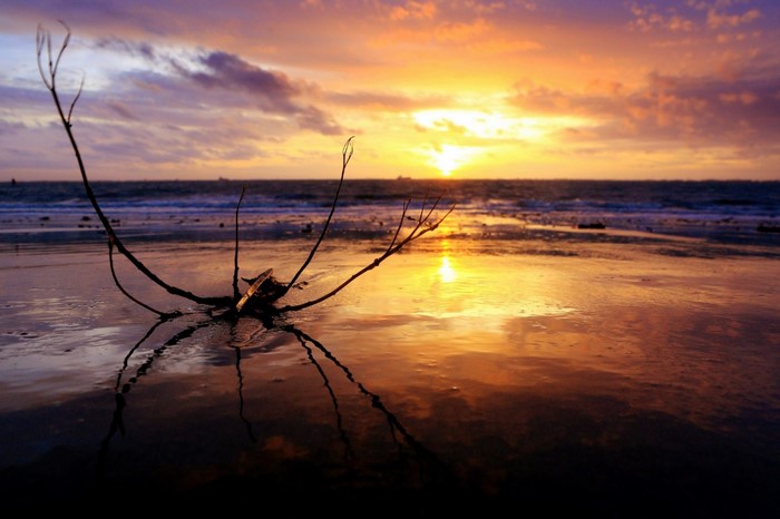 Driftwood on a beach at sunset with ocean reflection