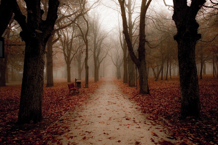 Park path lined with trees in autumn mist