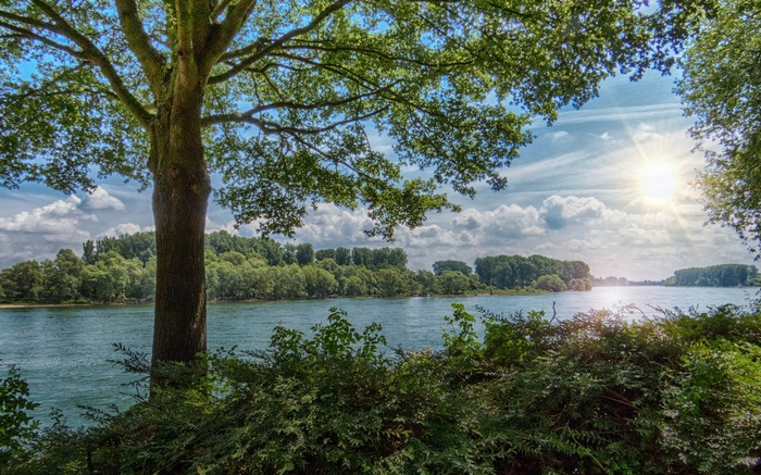 Tree by a River on a Sunny Day