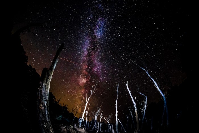 Milky Way galaxy over dead trees at night