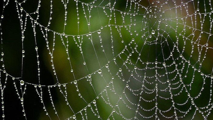 Spider web covered in water drops