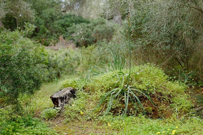 Green forest with a tree stump and plants
